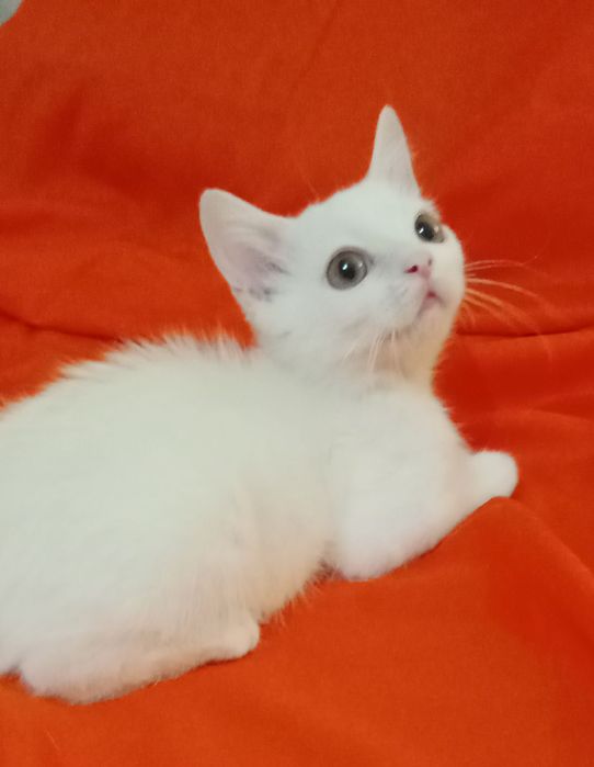 Продажа Скоттиш-страйт .