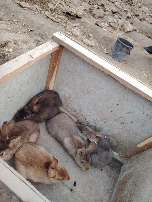 Quyonlar sotiladi 3.5 oylik