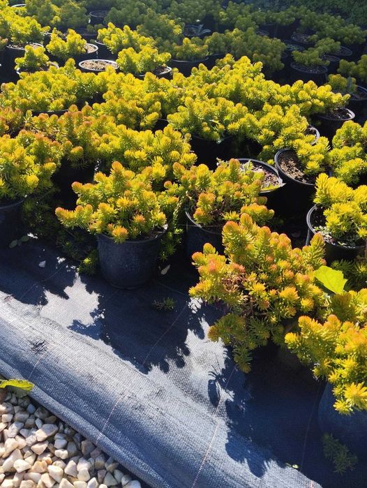 Зелени приятели за дома – сукуленти само по 6 лв! Зарадвайте себе си