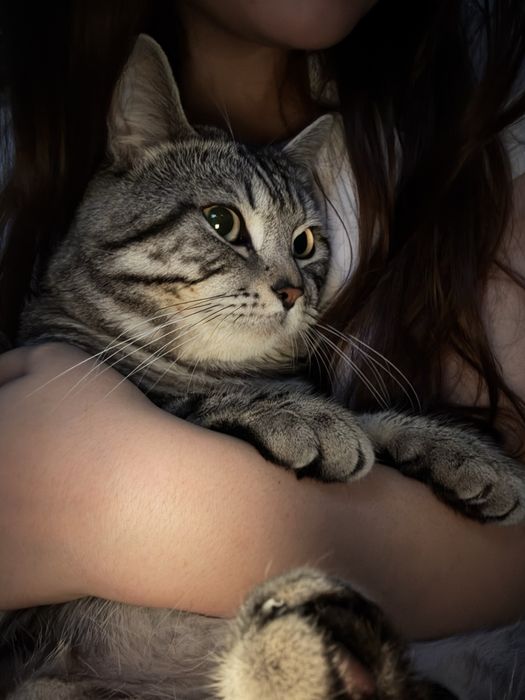 вязка кота . .