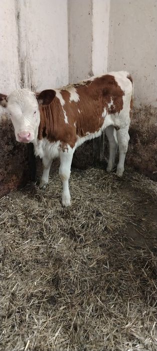 Vand doua vitele baltata romaneasca