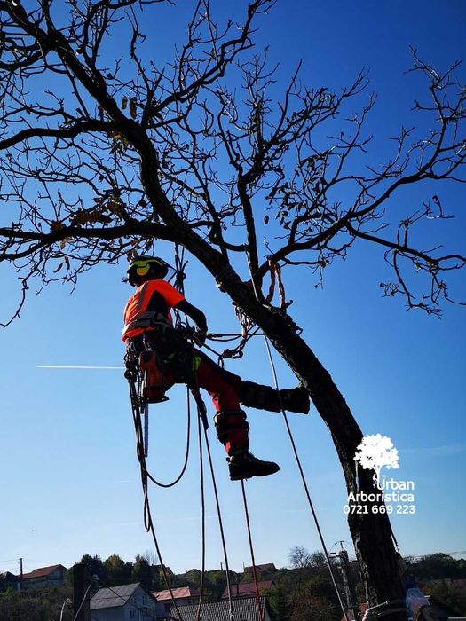 Toaletare Taiere Copaci Pomi - Servicii Firma Arborist Timișoara