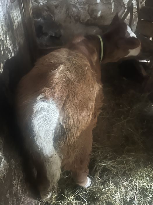 Vand doue vitele intarcate una angus si baltata