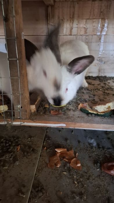 Kaliforniya quyonlar zotli 4 urg'ochi 2 erkagi bor