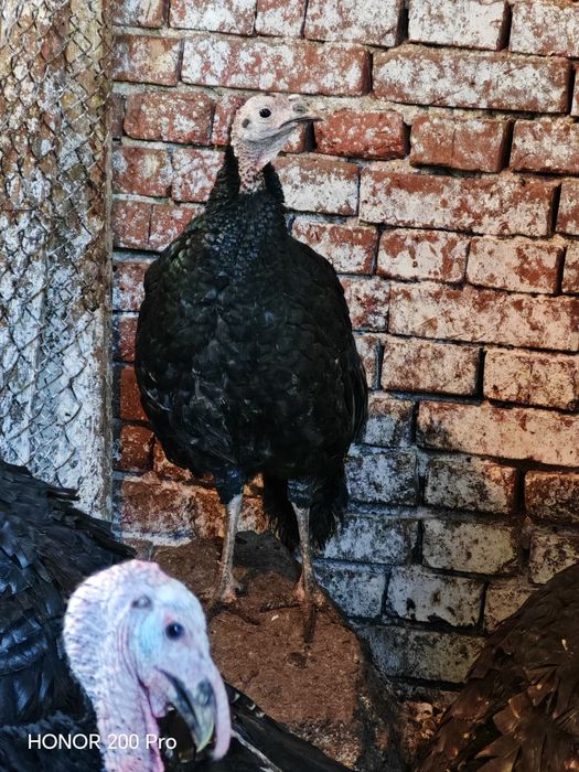 Продавам пуйки порода Артисан