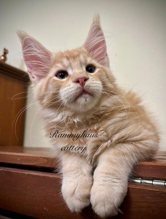 Felisa autirizata WCF, vinde pisoi cu pedigree rasa Maine coon