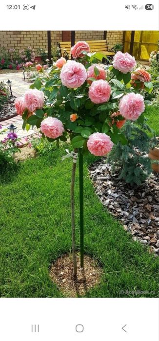 Диккат :: Дунёдаги Таникли АТИРГУЛЛАР