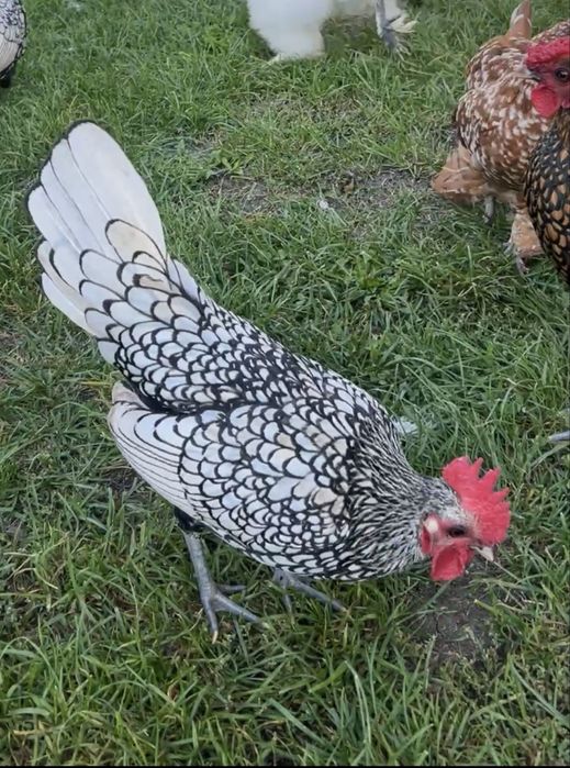 Vand sau schimb cocos sebright argintiu