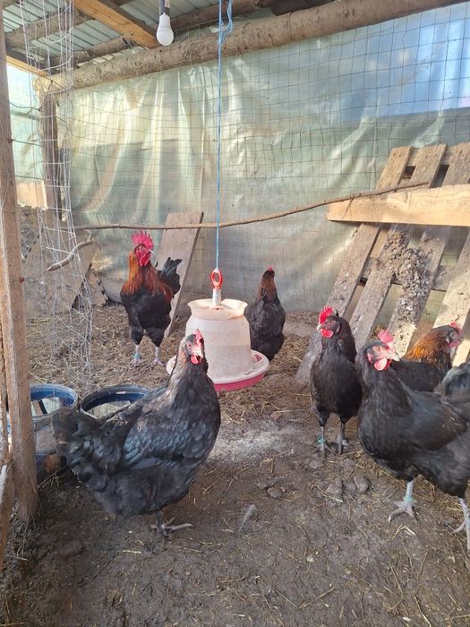 Oua pentru incubat Araucana. Austrolop  Marans .