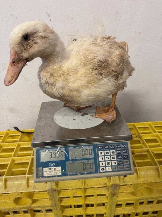 rate pekin 3-4.5kg