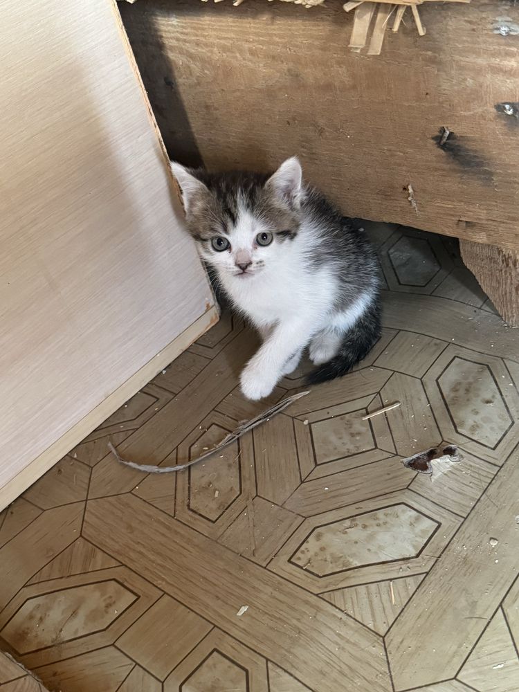 Отдам котят бесплатно