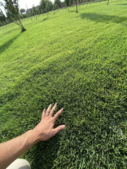 Готовые рулонные газоны в ташкенте