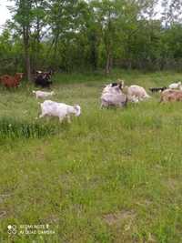 De vînzare capre cu lapte