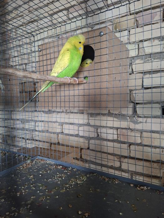 4 пара таёр андуфка спингиллар сотилади