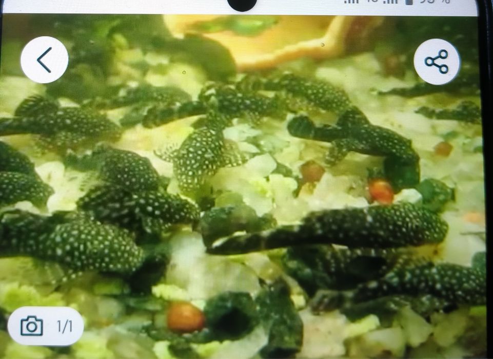 Продам аквариумных сомиков анцитруса