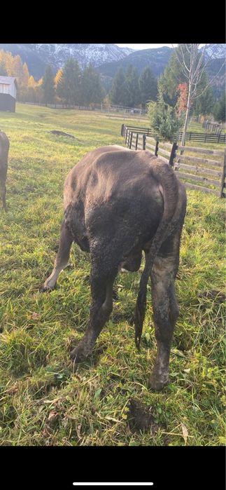 3 jurinci de vanzare si un taur