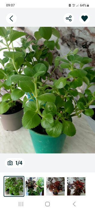 Цветы домашние.Мелисса мята.