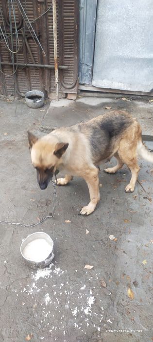 Продается Щенок девочка