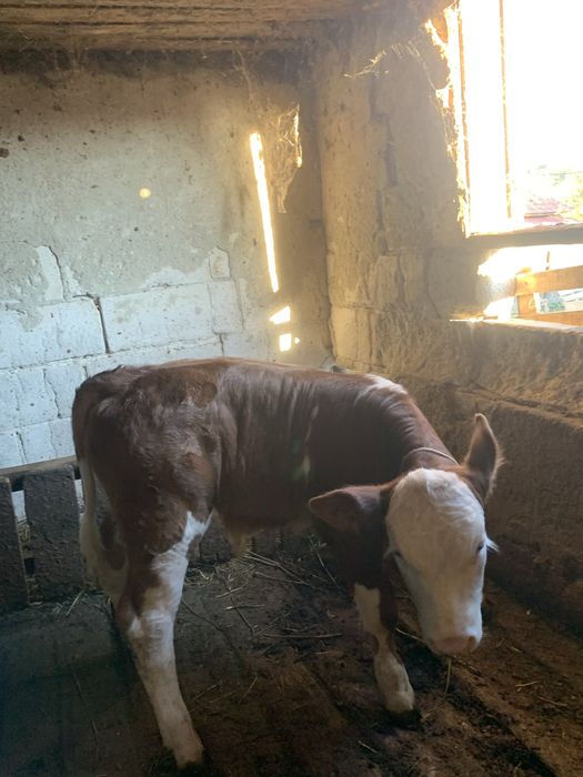 Vițel de vacă bălțată