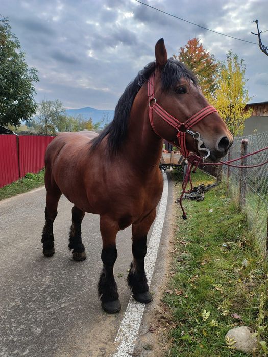 Armăsar 5 ani foarte blând