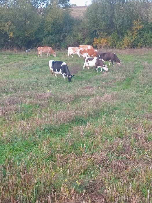 Vand lot de vaci  13 bucati