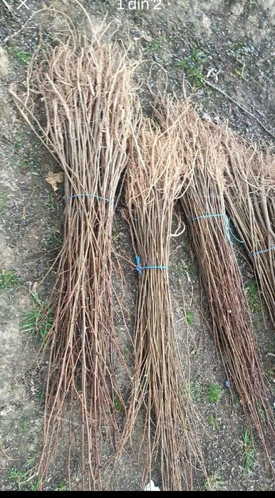 puieți de salcâm pentru împădurirea terenurilor degradate, agricole