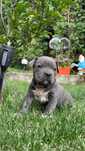 Pui American Bully cu Pedigree