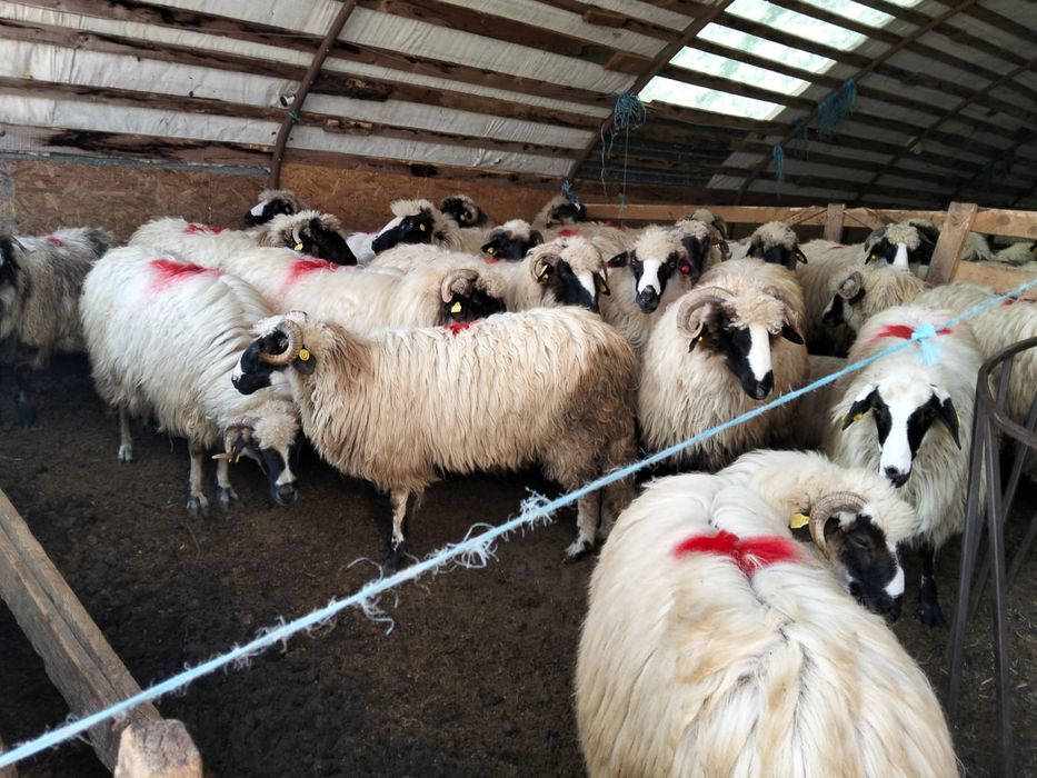 Oi de vânzare tinere