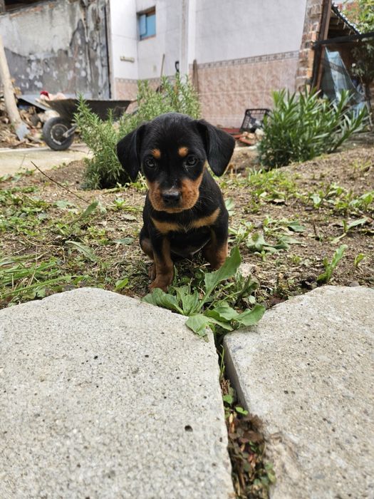 Подарявам мъжки гончета