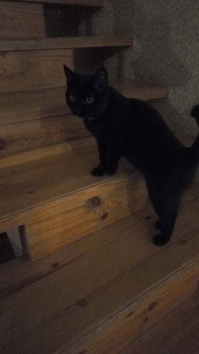 Нашли  кота  примерно на вид около  шести месяцев