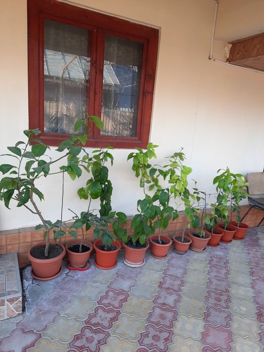 Vând lămâi altoiti