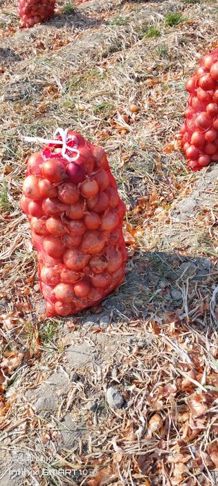 Piyoz sotiladi kelishamiz