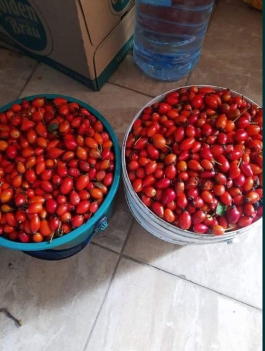 Măceșe pentru pastă