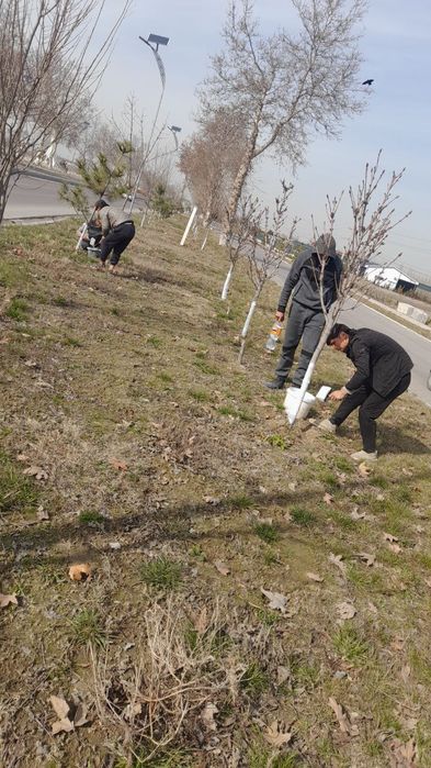 Мевали ва манзарали кучатлар