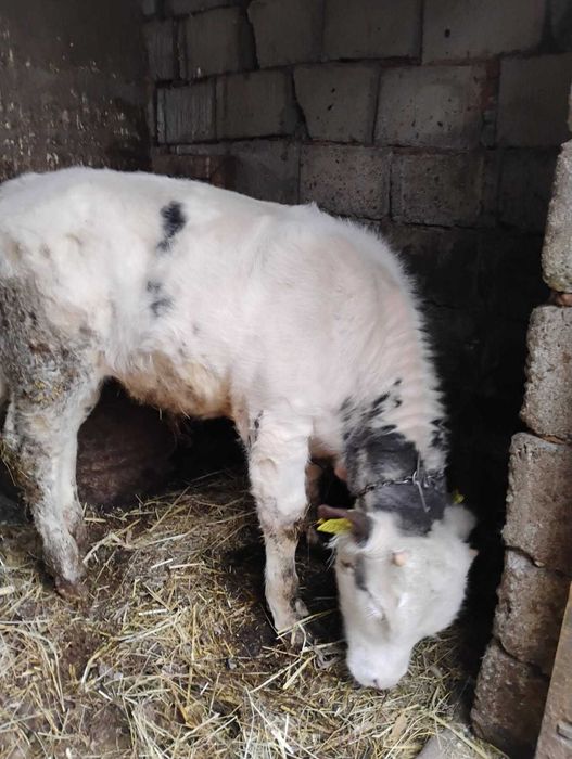 Vand 2 vitei taurasi