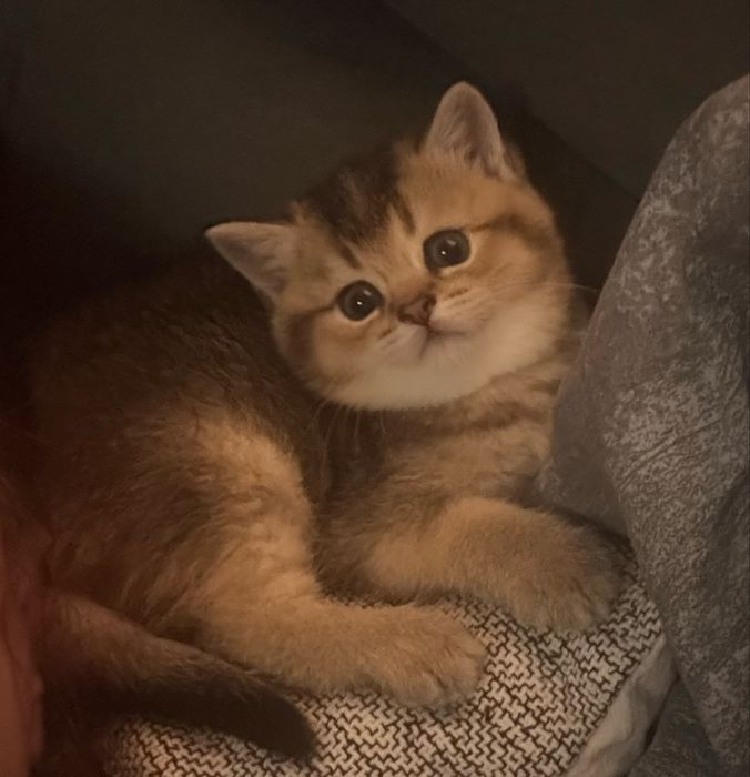 Золотая шиншилла девочка