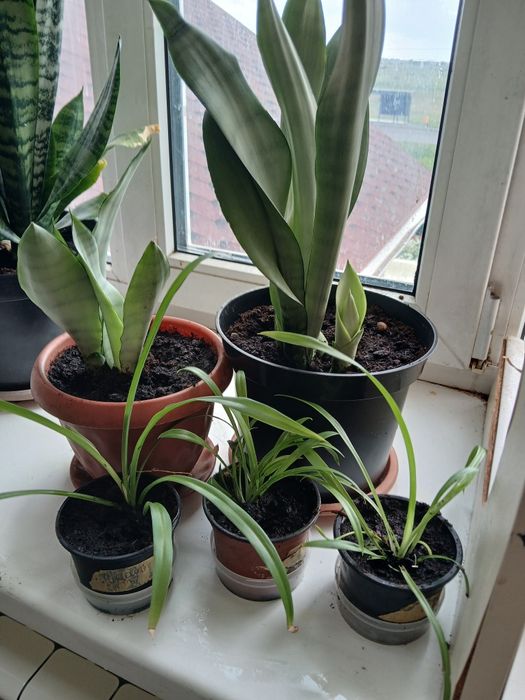 Продам сансеверия