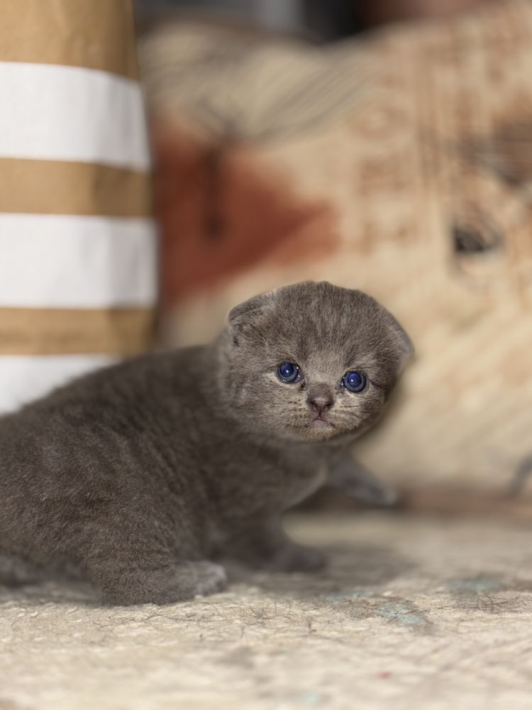 Котята скотиш фолд