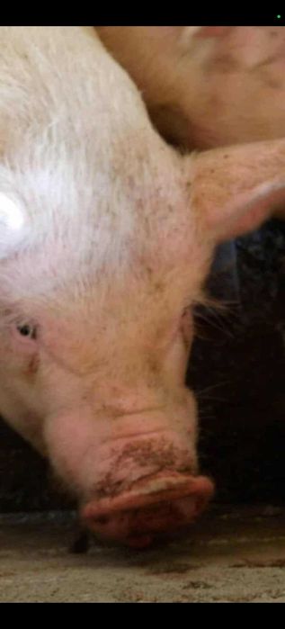 Прасета различни килограми