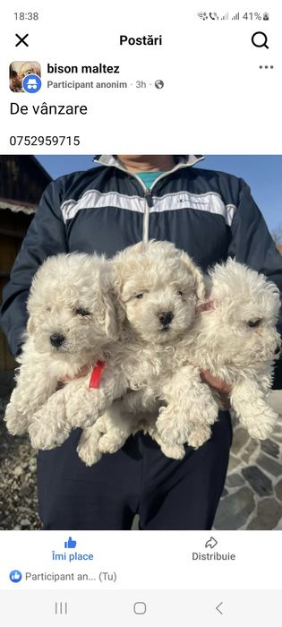 Catei Bichon Suceava