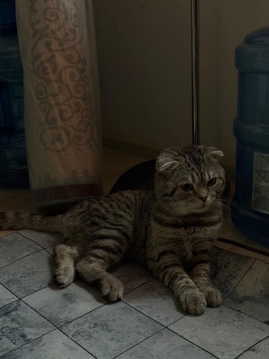 Шотландский кот.