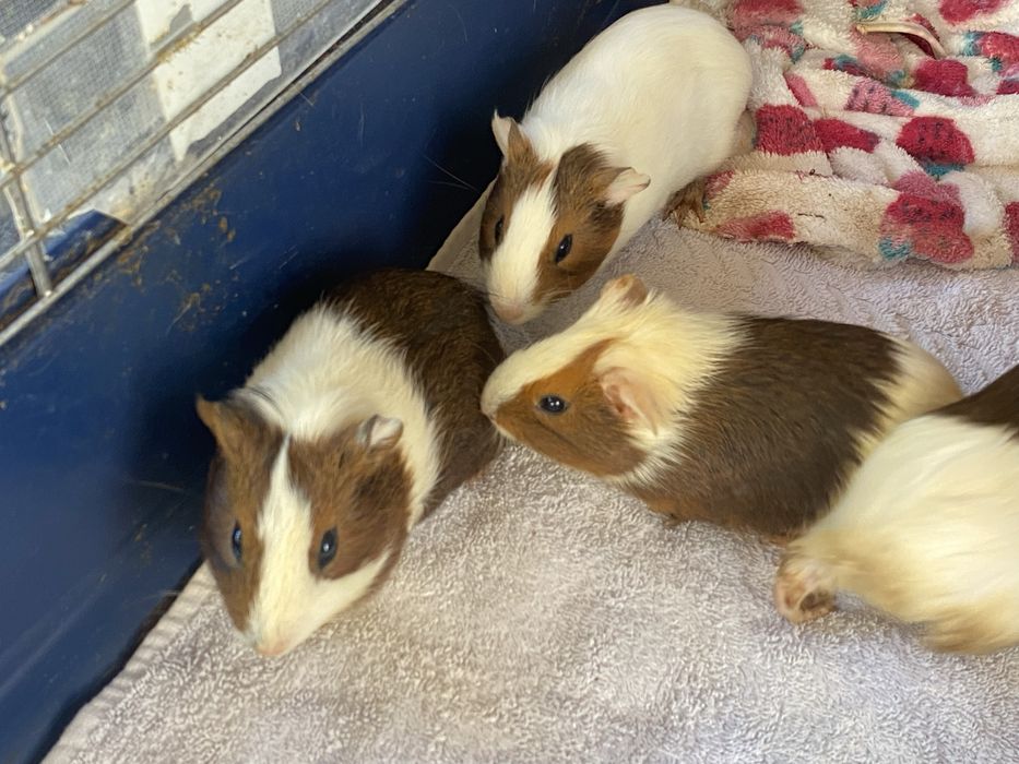 porcusori de guineea!!