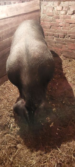 Продам кабана на племя породный