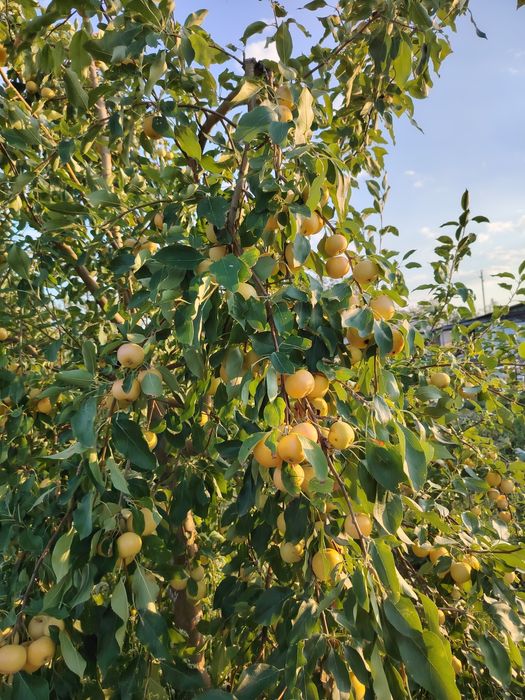 Дача на 1 водоколонке