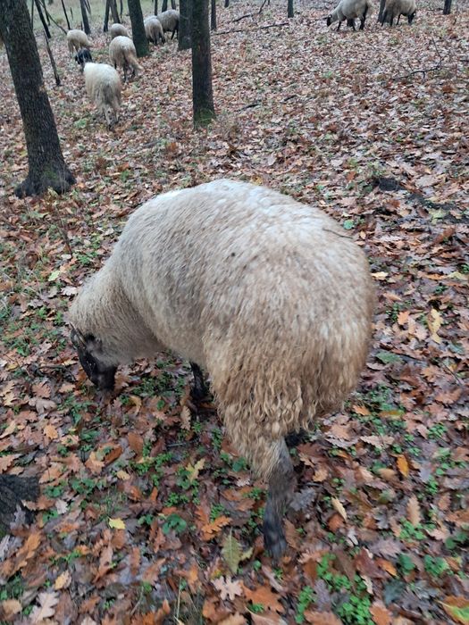 Vând Berbeac Metis Suffolk