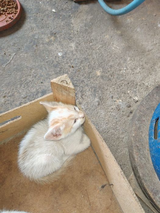 Pisici pentru adoptie