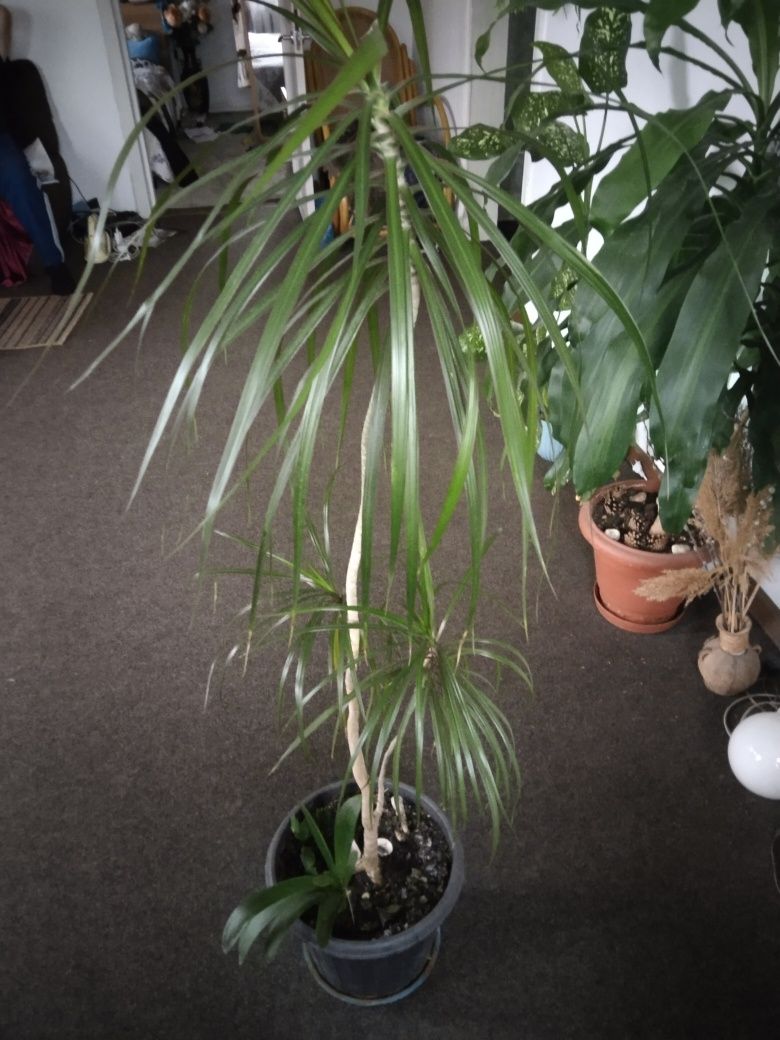 Пальма высокая в офис
