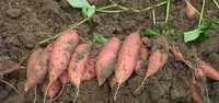 Sămânța, semințe, butași, răsaduri, lăstari, răsad de Cartofi Dulci !