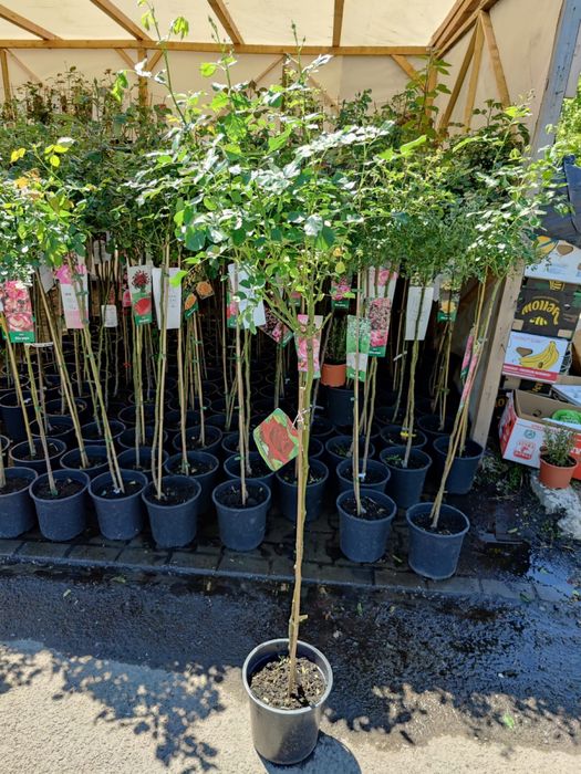 Oferta , trandafiri pomisor diferite culori