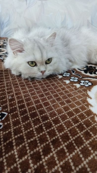 Скоттиш- страйт, окрас серебристый.